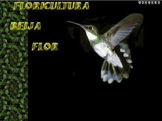 Thumbnail do site Floricultura Beija Flor